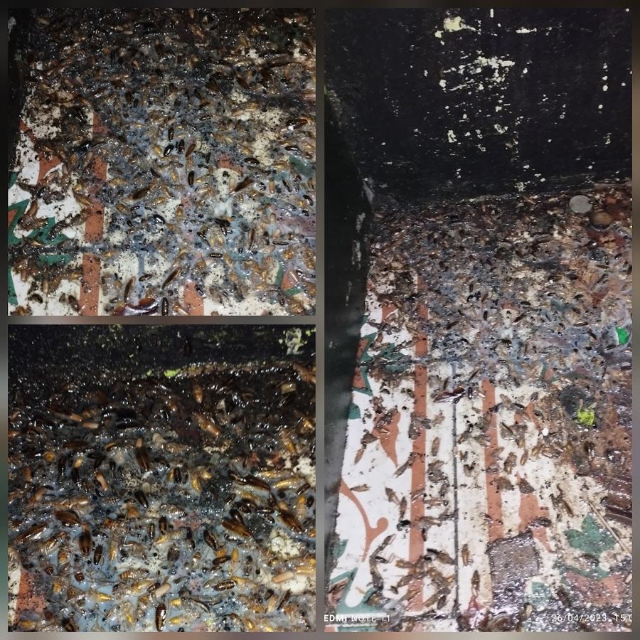 Pest Exterminator PestControl Services work photo