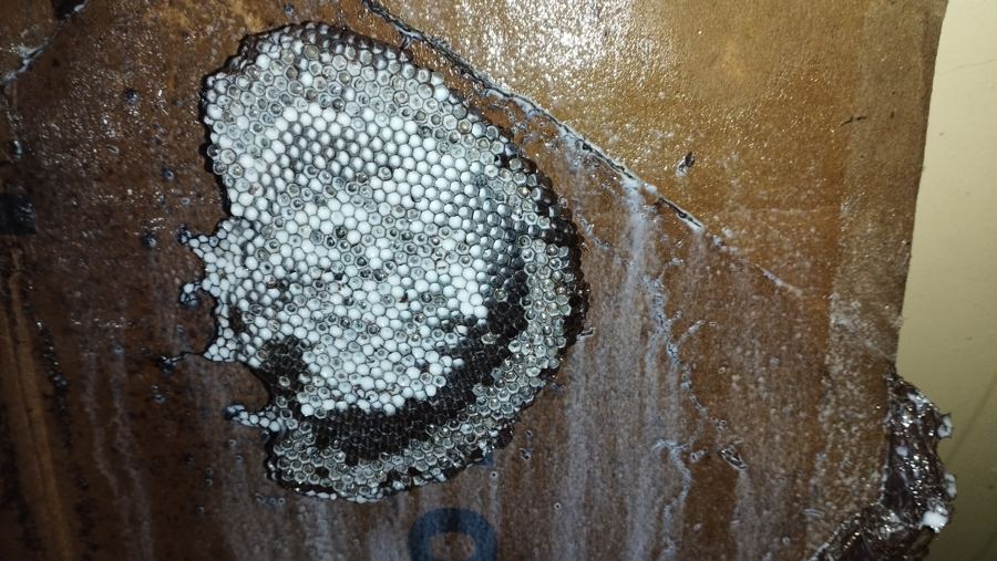 Pest Exterminator PestControl Services work photo
