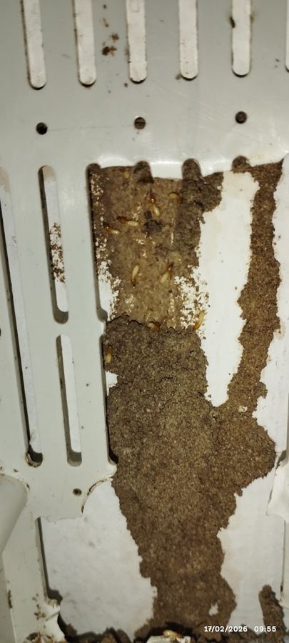 Pest Exterminator PestControl Services work photo