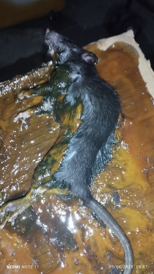 Pest Exterminator PestControl Services work photo